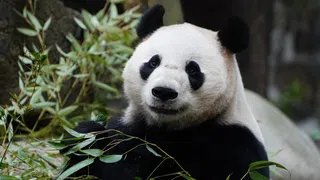 China setzt wieder auf Pandabären als Botschafter
