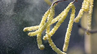 Städte setzen auf klimaresistente Bäume – Pollen sind zweitrangig