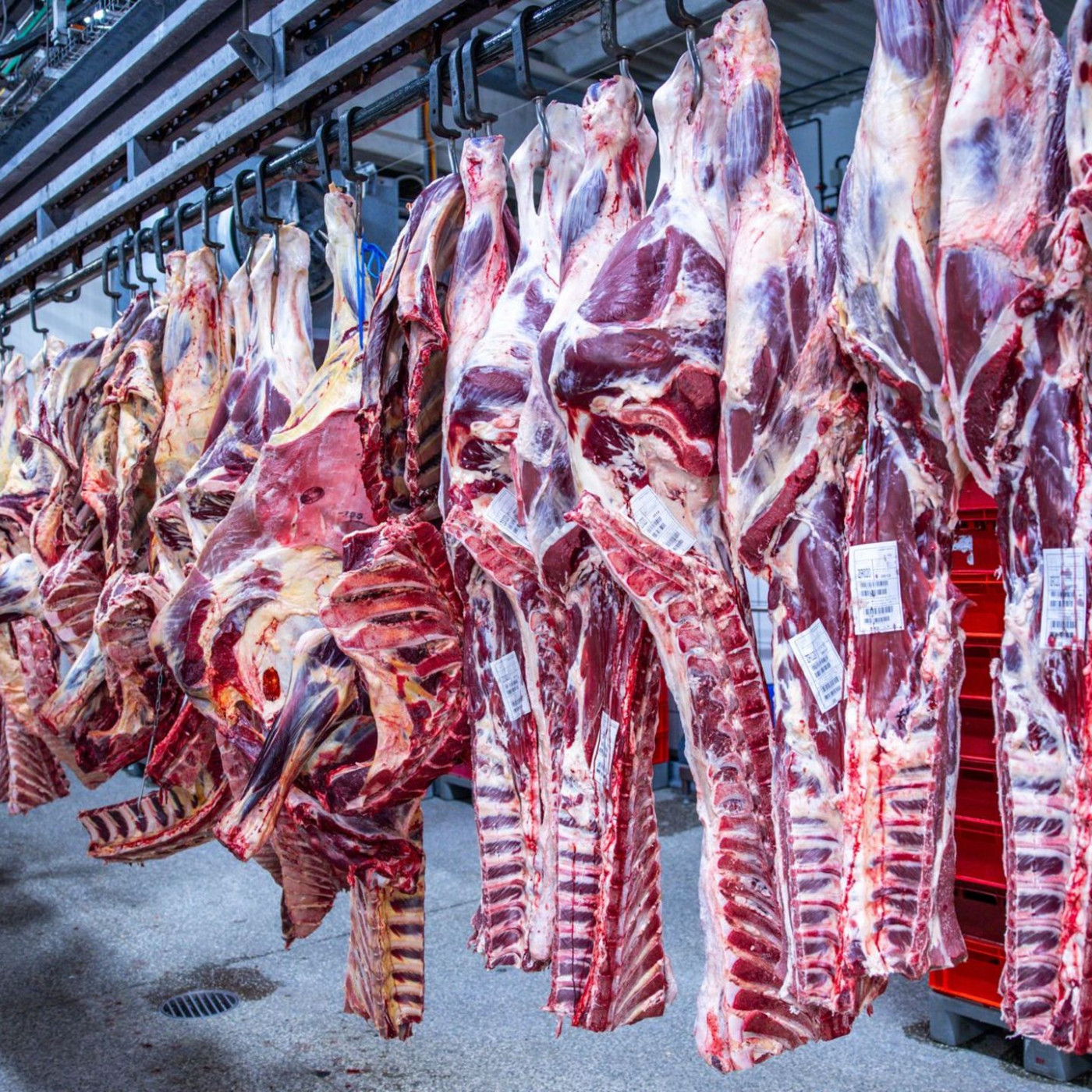 Zahl der Schweineschlachtungen wieder leicht gestiegen