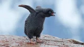 Wie Pinguin-Kot das Eis der Antarktis zurückbringen könnte