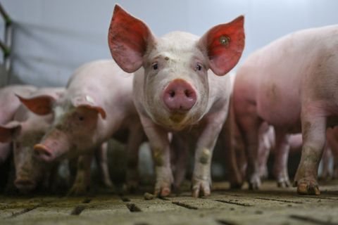 Was wird aus dem staatlichen Tierhaltungslogo?
