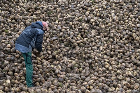 Wie eine Zikade Zuckerrüben und Kartoffeln bedroht