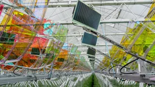 Solaranlage im Tomaten-Gewächshaus lässt viel Sonne durch