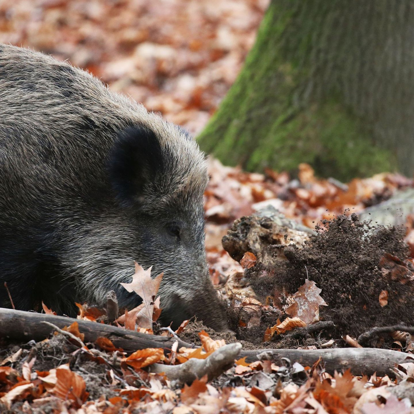 Erstmals Afrikanische Schweinepest in NRW nachgewiesen