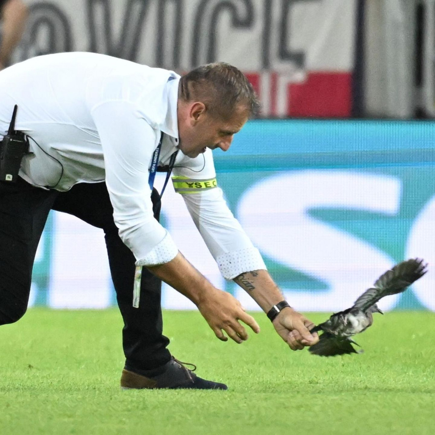 Taube sorgt für Unterbrechung bei DFB-Partie gegen Tschechien