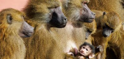 Nürnberger Zoo will Paviane töten – aus Platzmangel