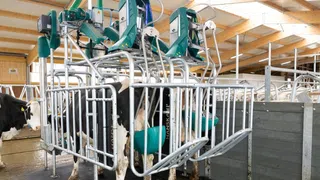 Pilotprojekt: Kuh-WC soll klimaschädliche Gase reduzieren