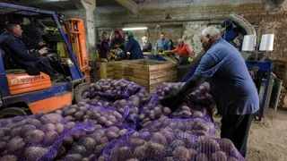 Das steckt hinter der Kartoffelkrise in Russland