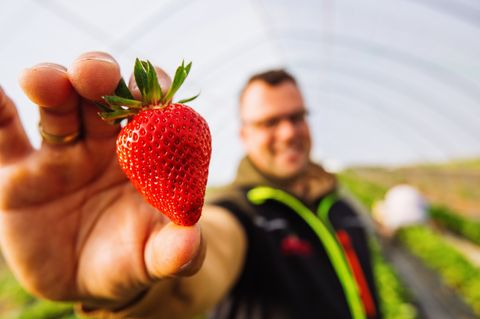 Teurer Genuss - warum Erdbeeren so viel kosten