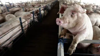 Schweineschwund in den Niederlanden – das steckt dahinter