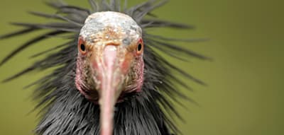 Mann schießt extrem seltenen Waldrapp mit Golfball ab