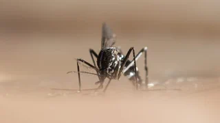 Das Chikungunya-Virus kommt der Schweiz näher