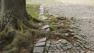 Wurzeln in der Stadt: Der Kampf um jeden Baum