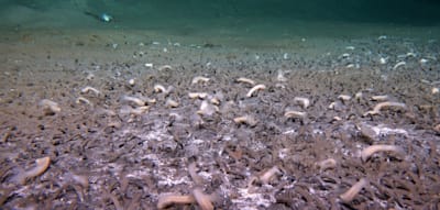 Spektakuläre Entdeckung im Marianengraben