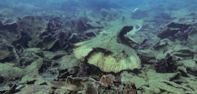 „Zutiefst beunruhigt“ – die dramatischen Zustände am Great Barrier Reef