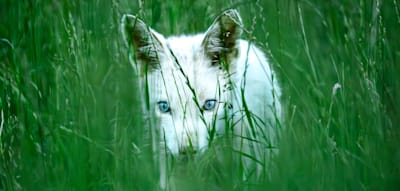 Blaue Augen, weißes Fell – Dieser Fuchs ist kein Albino