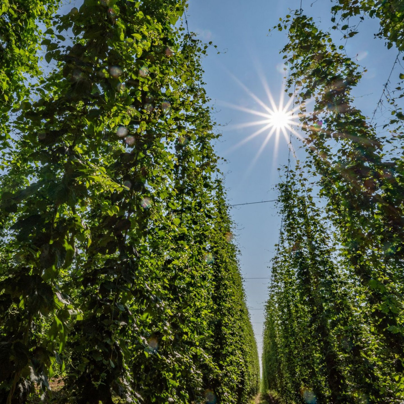 Deutlich mehr Hopfen geerntet