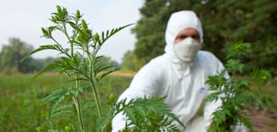Achtung, Allergiker – Jetzt fängt die Schreckenspflanze an zu blühen
