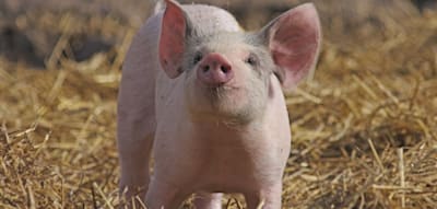 Erstmals Schweine-Lunge in Menschen transplantiert