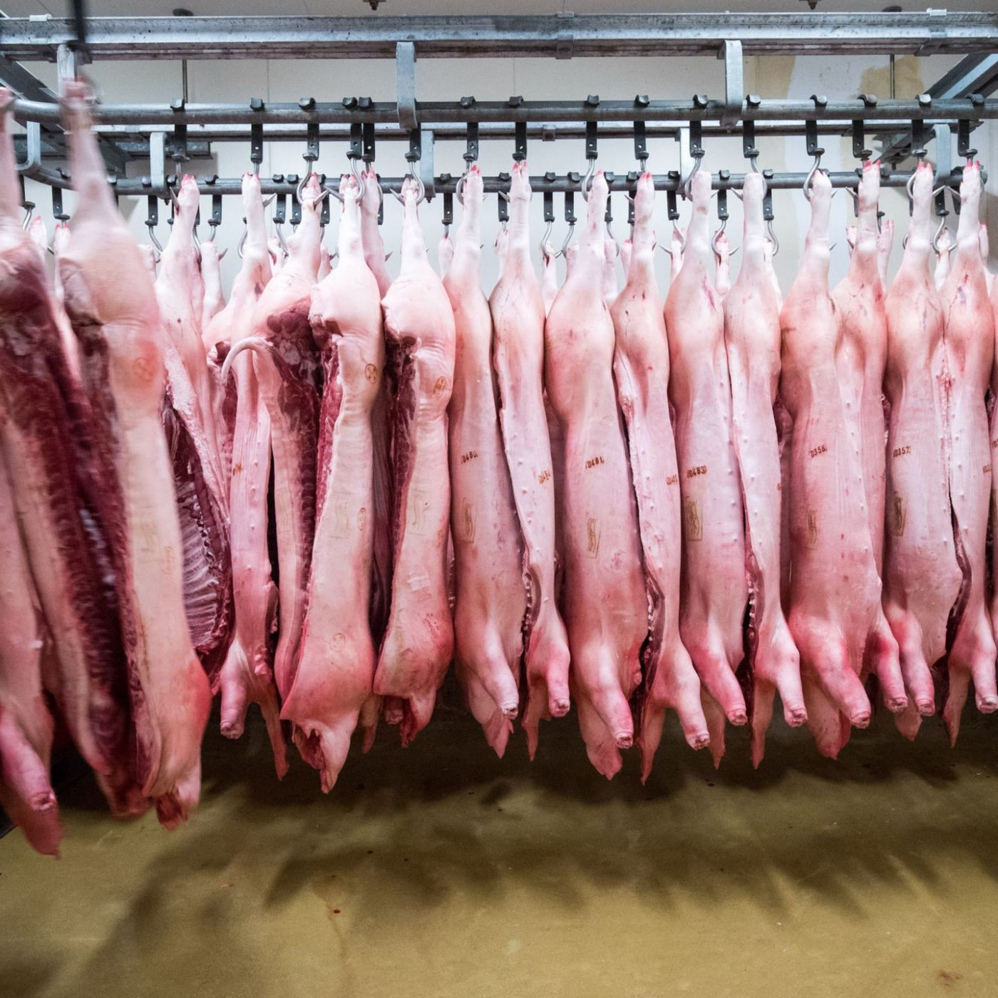 China verhängt Zölle auf Schweinefleisch aus der EU