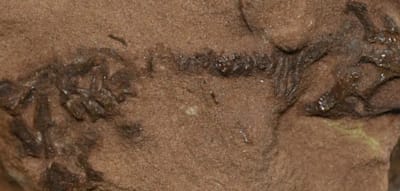 Forscher entdecken 242 Millionen Jahre altes Echsen-Skelett, das älter als die Dinosaurier ist