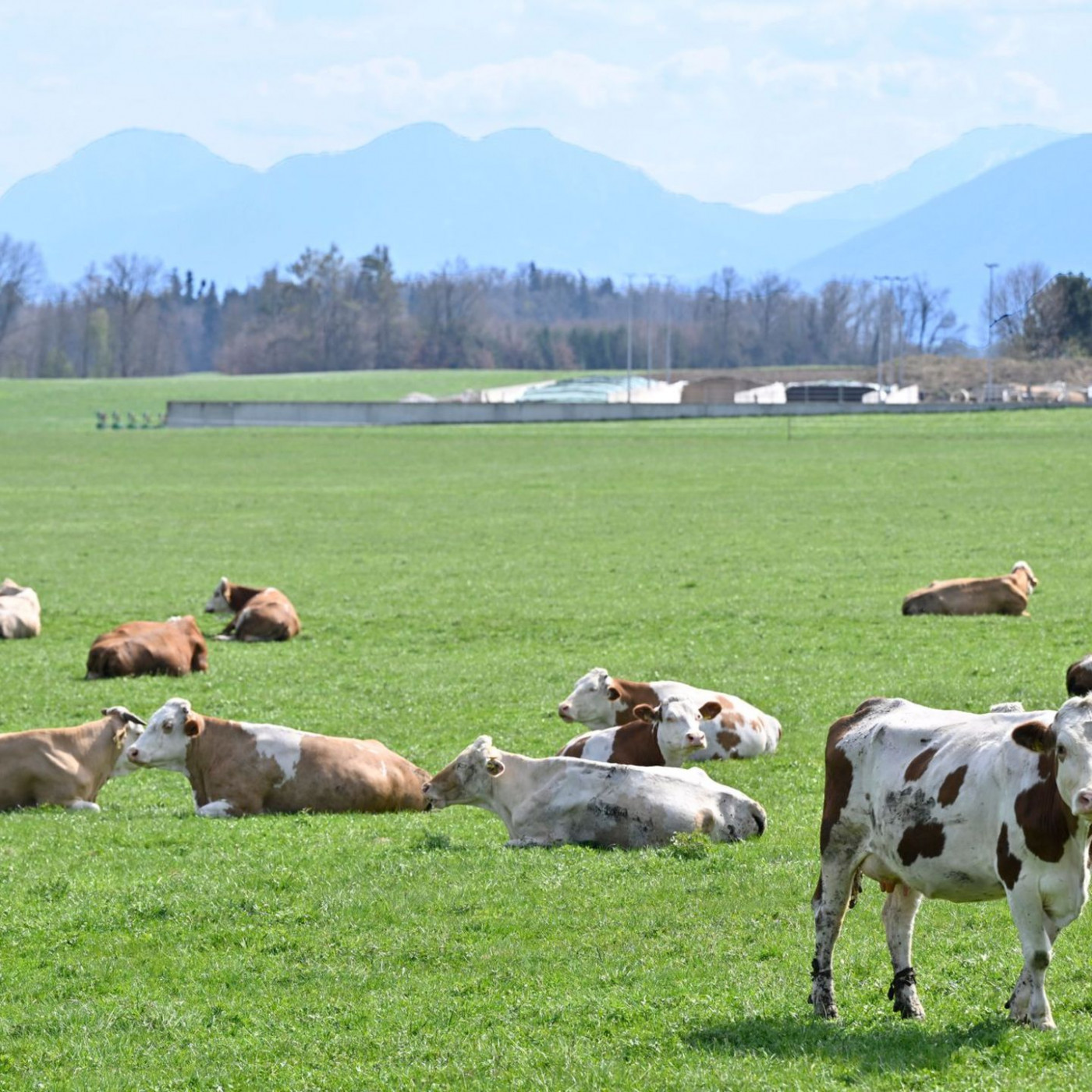 Rekordpreise bei Rindfleisch - Steak wird Luxusgut