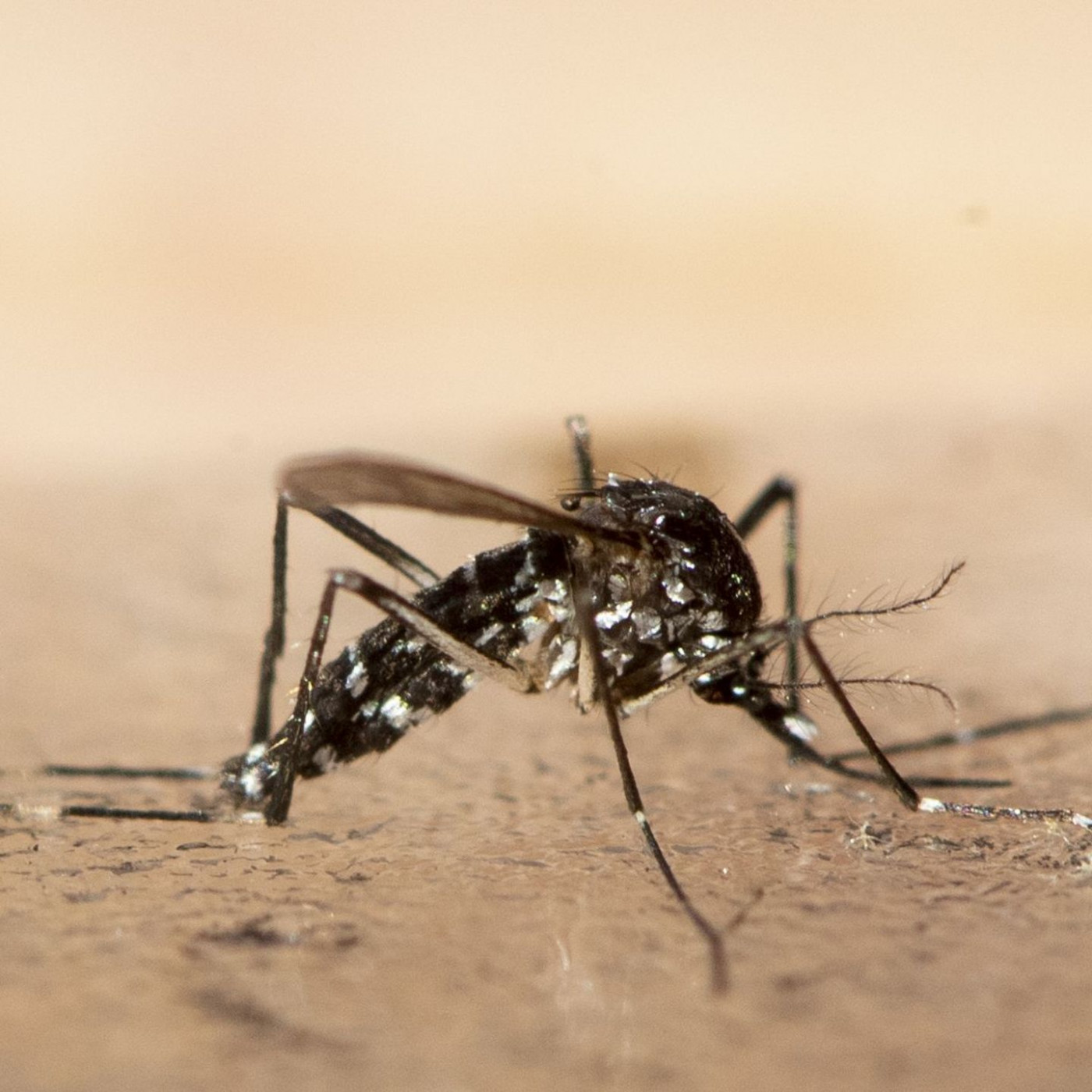 Chikungunya-Virus in Europa: Wie gefährlich ist das?