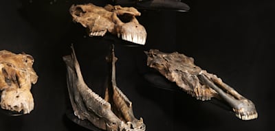 Ein 300.000 Jahre alter Fund, der die Geschichte der Pferde neu erzählt
