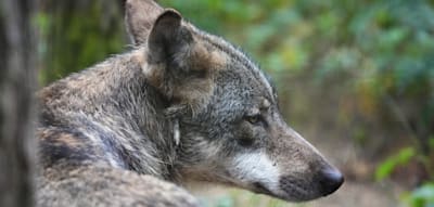 Ist der Wolf zu zutraulich?