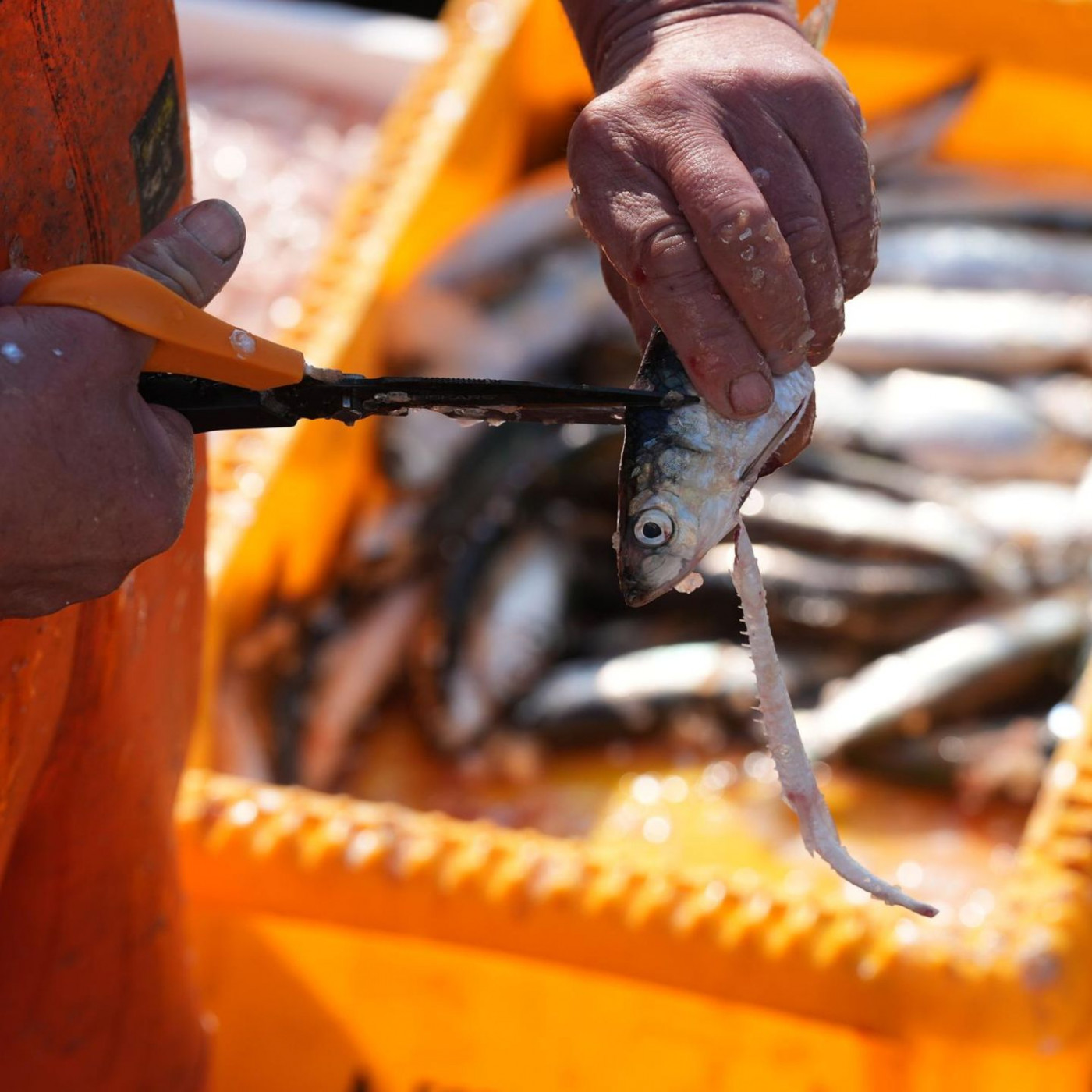 Greenpeace warnt vor Ewigkeitschemikalien in Muscheln und Fischen