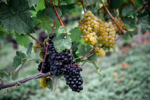 Weinernte fällt geringer aus als angenommen