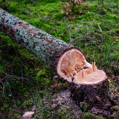 EU-Kommission will geplantes Waldschutzgesetz abschwächen