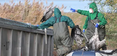 „Hände weg von toten Kranichen!“ – Was Experten raten