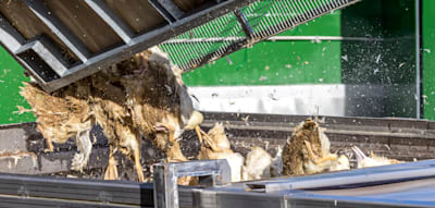 400.000 Nutztiere getötet – Steigen jetzt die Preise für Gänse?