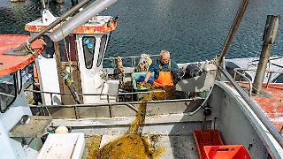 Ostsee-Fischer dürfen trotz Verbot weiter Hering fangen