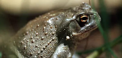 Nur gucken, nicht anlecken – wirklich nicht