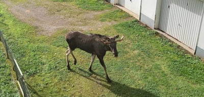 „Dann wird der Elch sehr wahrscheinlich neue Territorien in Deutschland besiedeln“