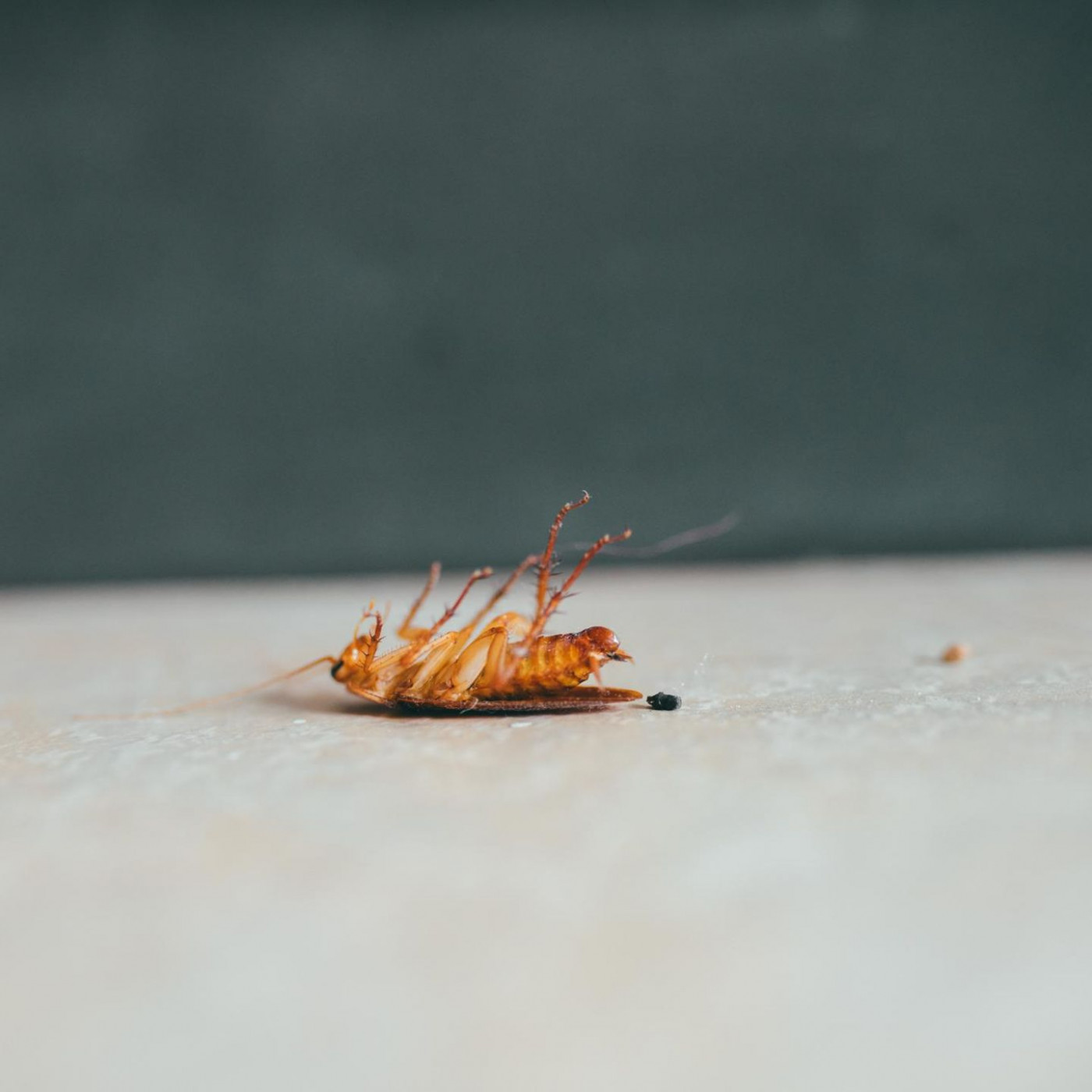 "Du bist den ganzen Tag auf der Jagd – und hilfst Menschen"