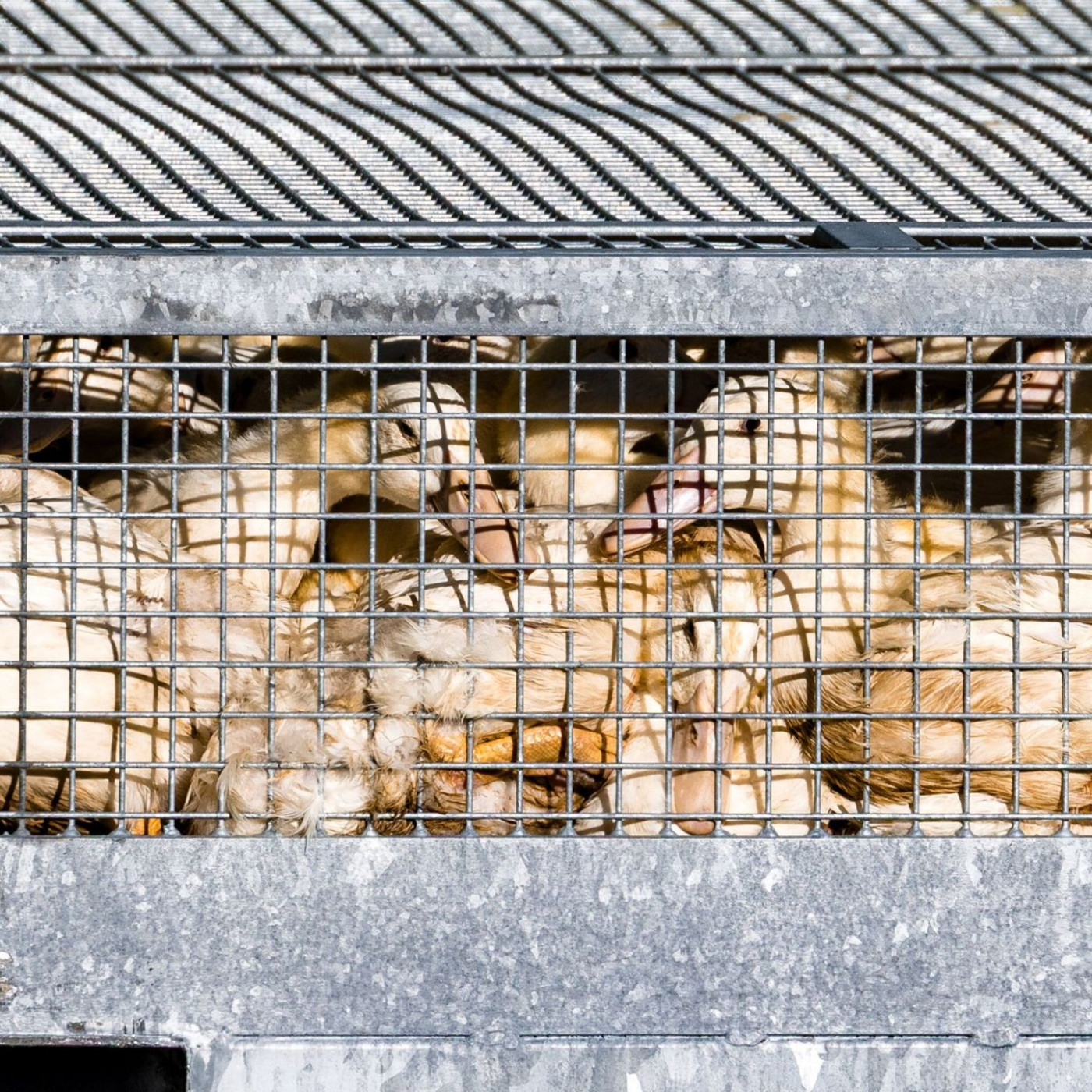 Geflügelpest bringt Veterinärlabore an Belastungsgrenze