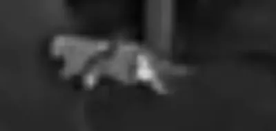 Gefährliche Raubkatze im Wald? Experten rätseln nach nächtlicher Sichtung