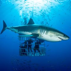 Gigantisch, blitzschnell, uralt: Die faszinierendsten Haie der Welt