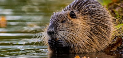 Gebratener Biber auf dem Teller? Streit um den geschützten Nager eskaliert