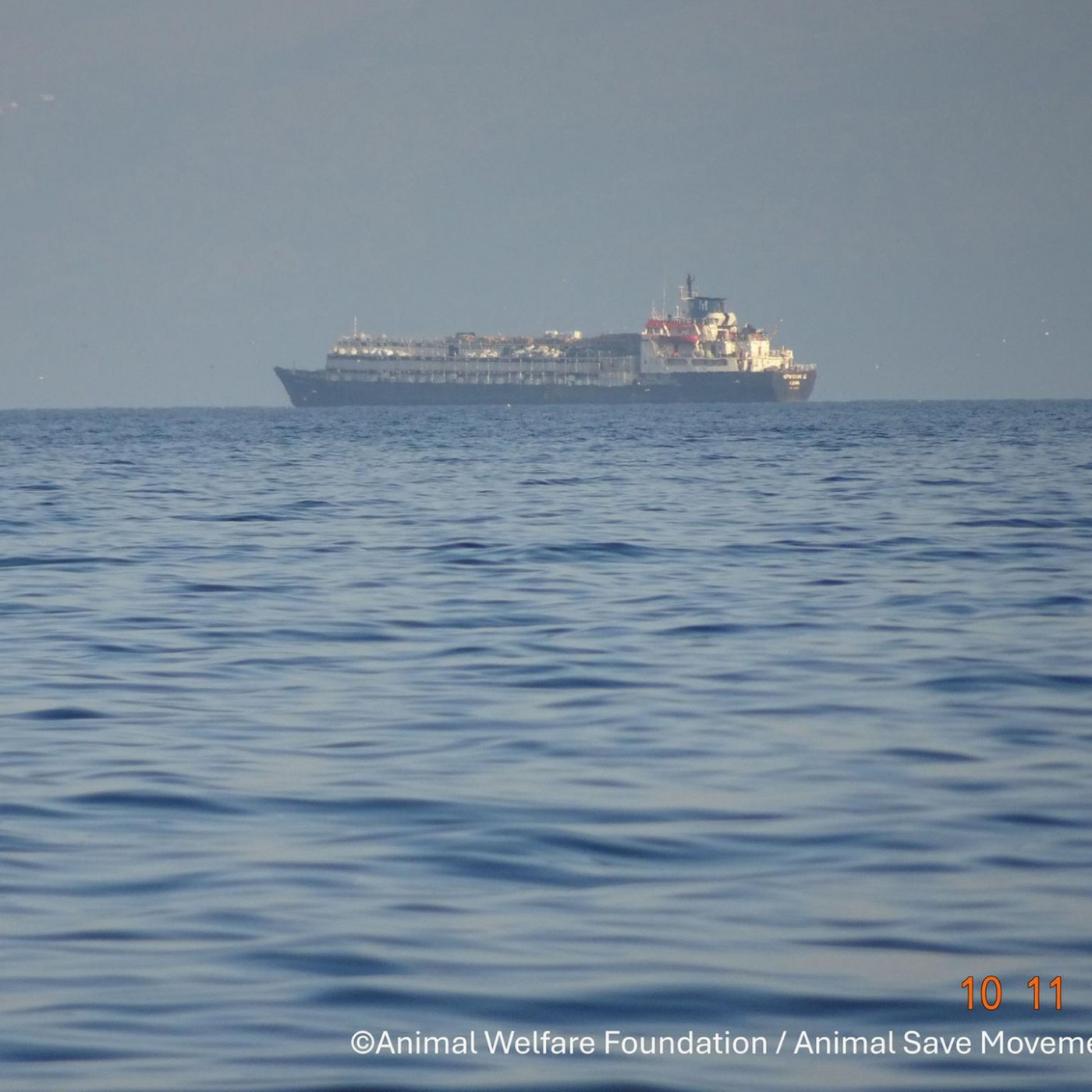 Wochenlang auf See: Tausende Rinder auf Schiff vor Türkei gefangen