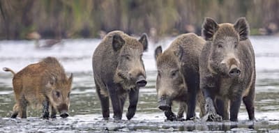 Wie das Wildschwein ganz Deutschland eroberte
