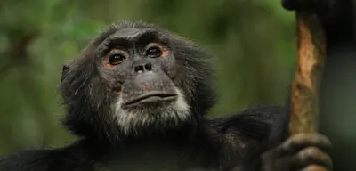 Schimpansen töten ihre Nachbarn – aus einem ganz bestimmten Grund