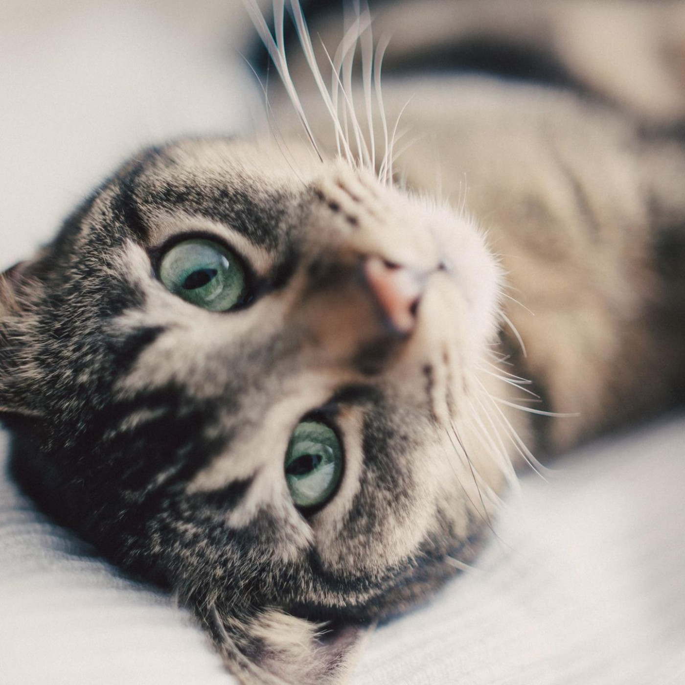 "Katzen sind absolute Meister darin, ihre Schmerzen zu verstecken"