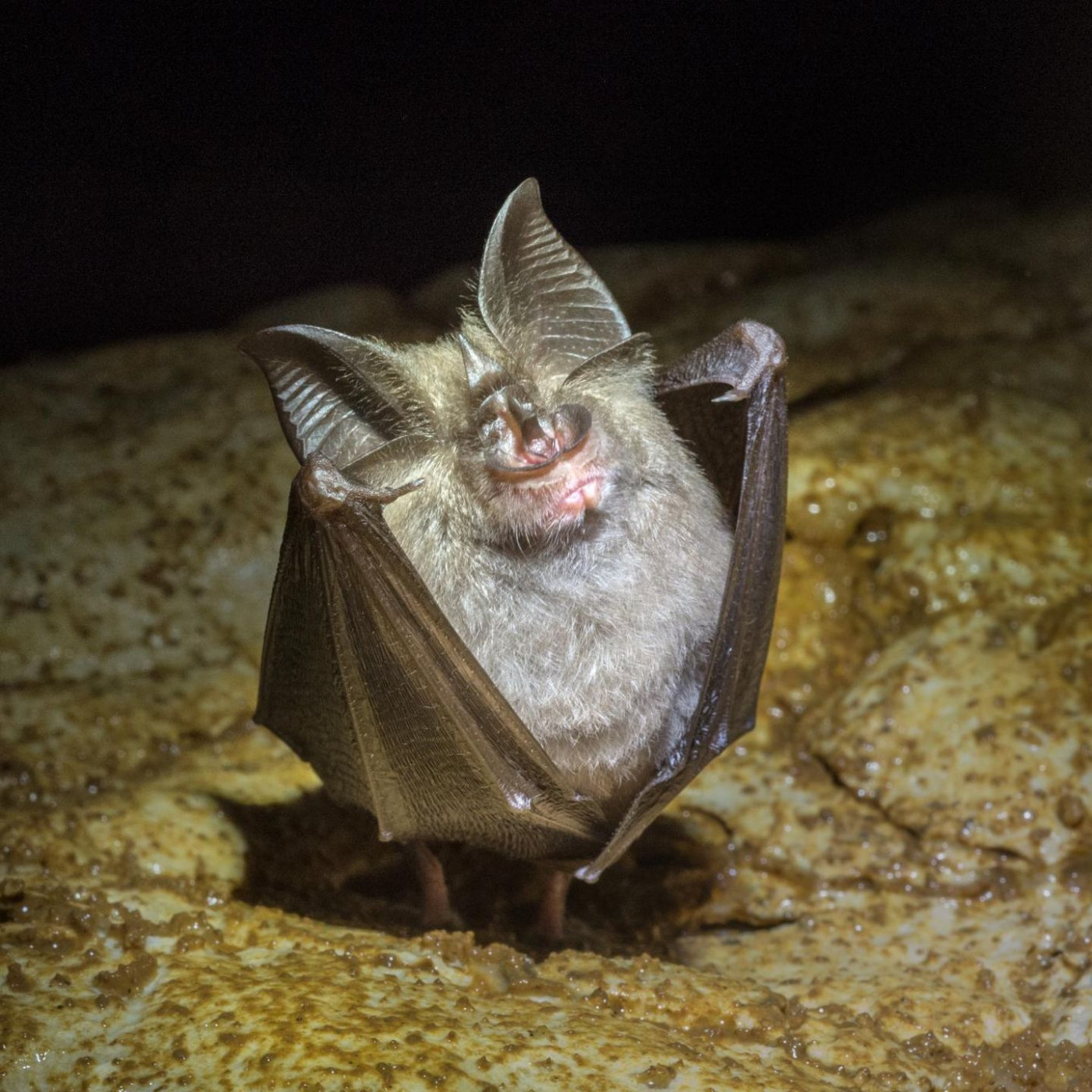 Schnecke, Unke, Fledermaus: Diese Tierchen sind der Albtraum von Bauherren