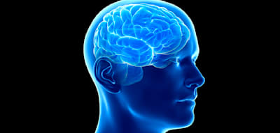 Im Laufe des Lebens erlebt das Gehirn vier einschneidende Umbrüche