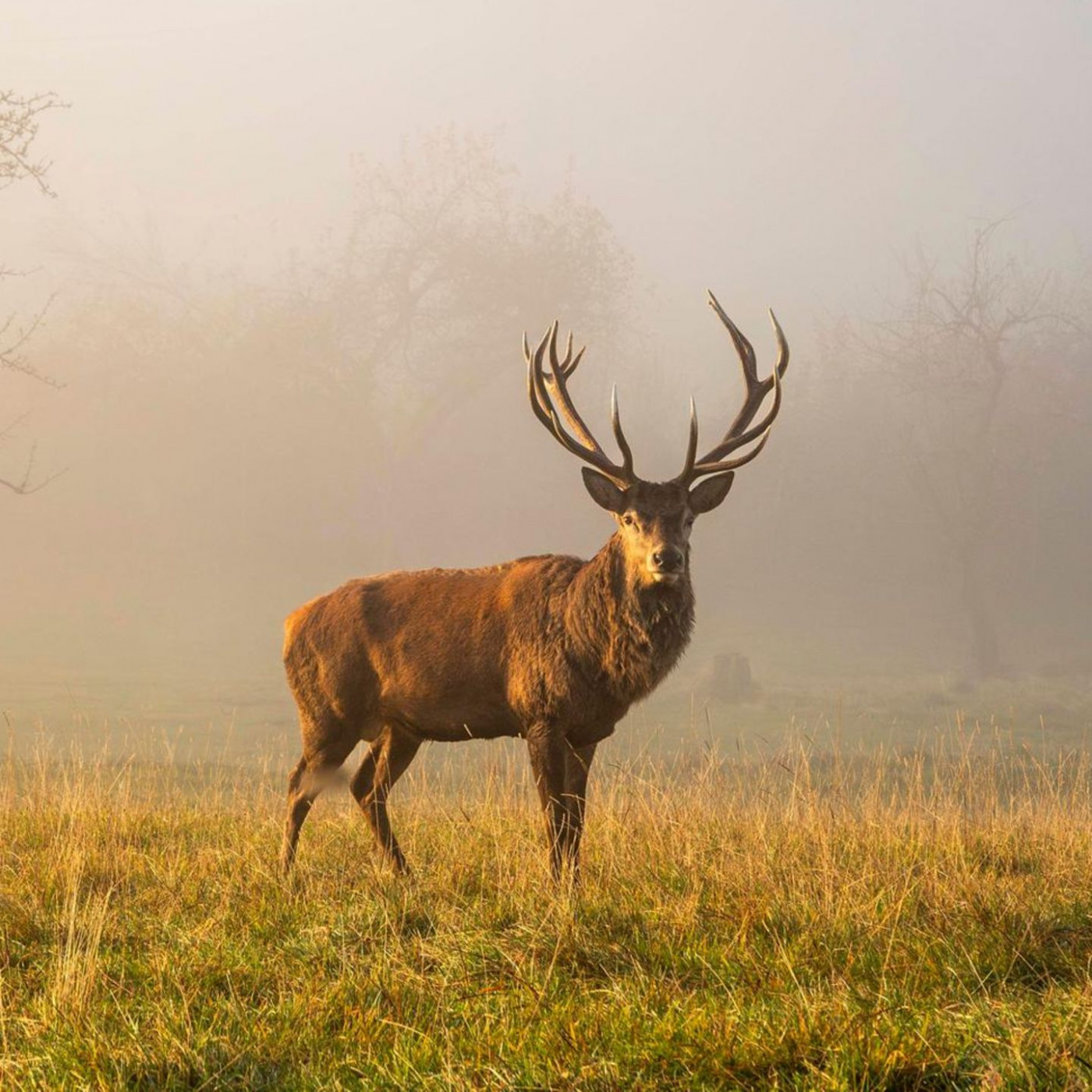 Ist Wildbret gesund und klimafreundlich? Die wichtigsten Antworten
