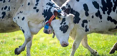 Plastik im Rindermagen – das unsichtbare Risiko für unsere Nahrung